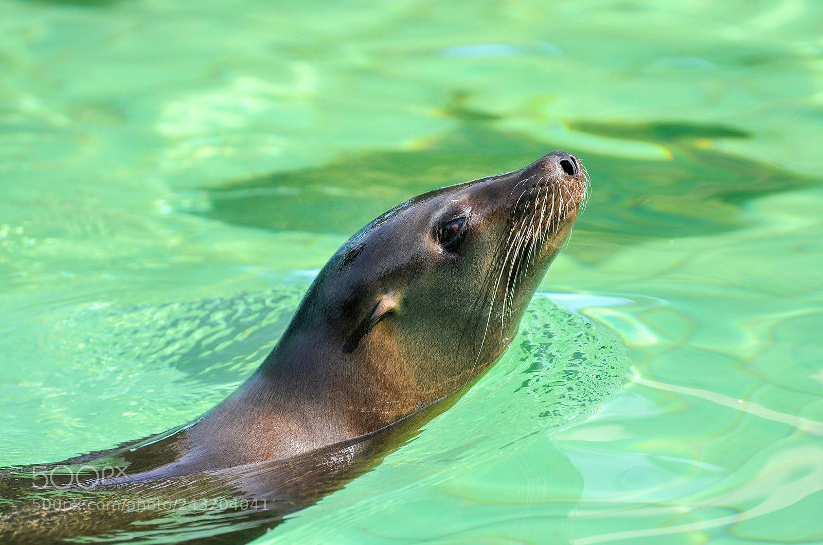 Nikon D90 sample photo. Seal photography
