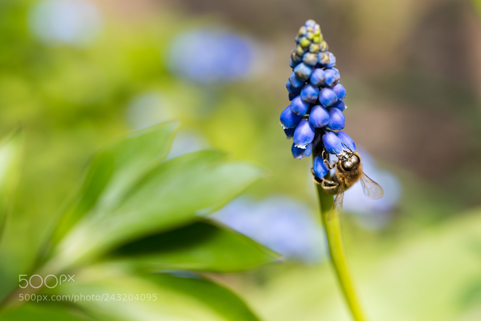 Nikon D810 sample photo. Bee on a muscari photography