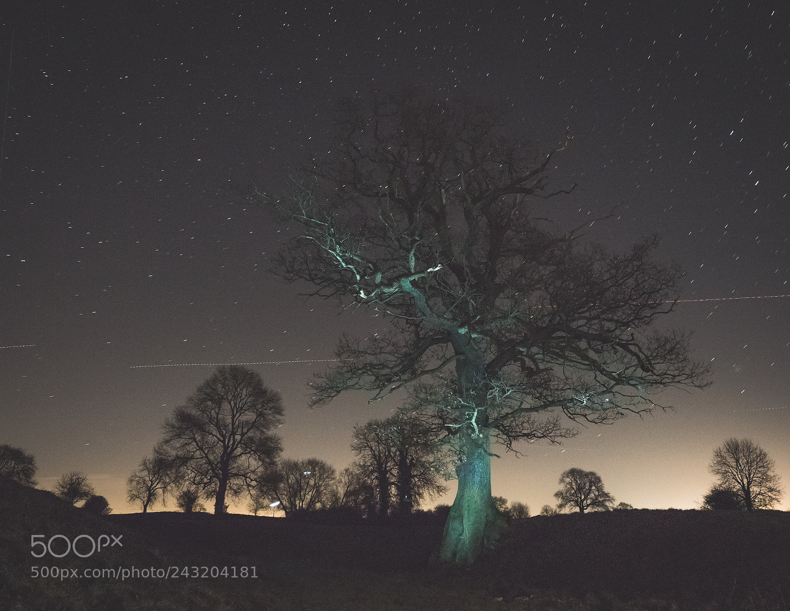 Olympus OM-D E-M5 II sample photo. The tree photography