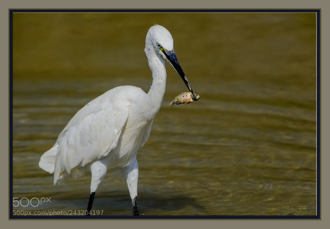 Nikon D7100 sample photo. White egret with fish photography