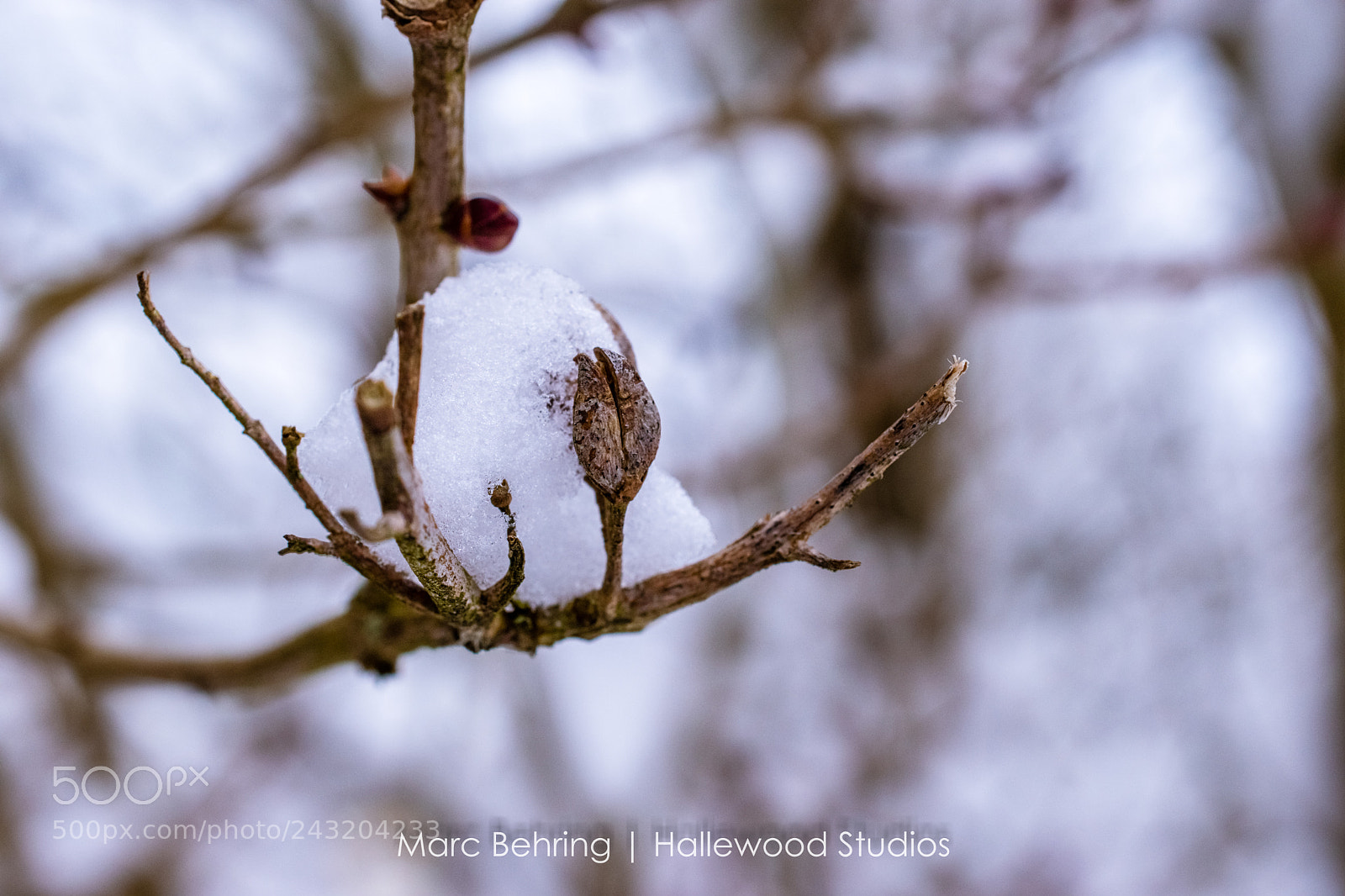 Nikon D5500 sample photo. Garten photography