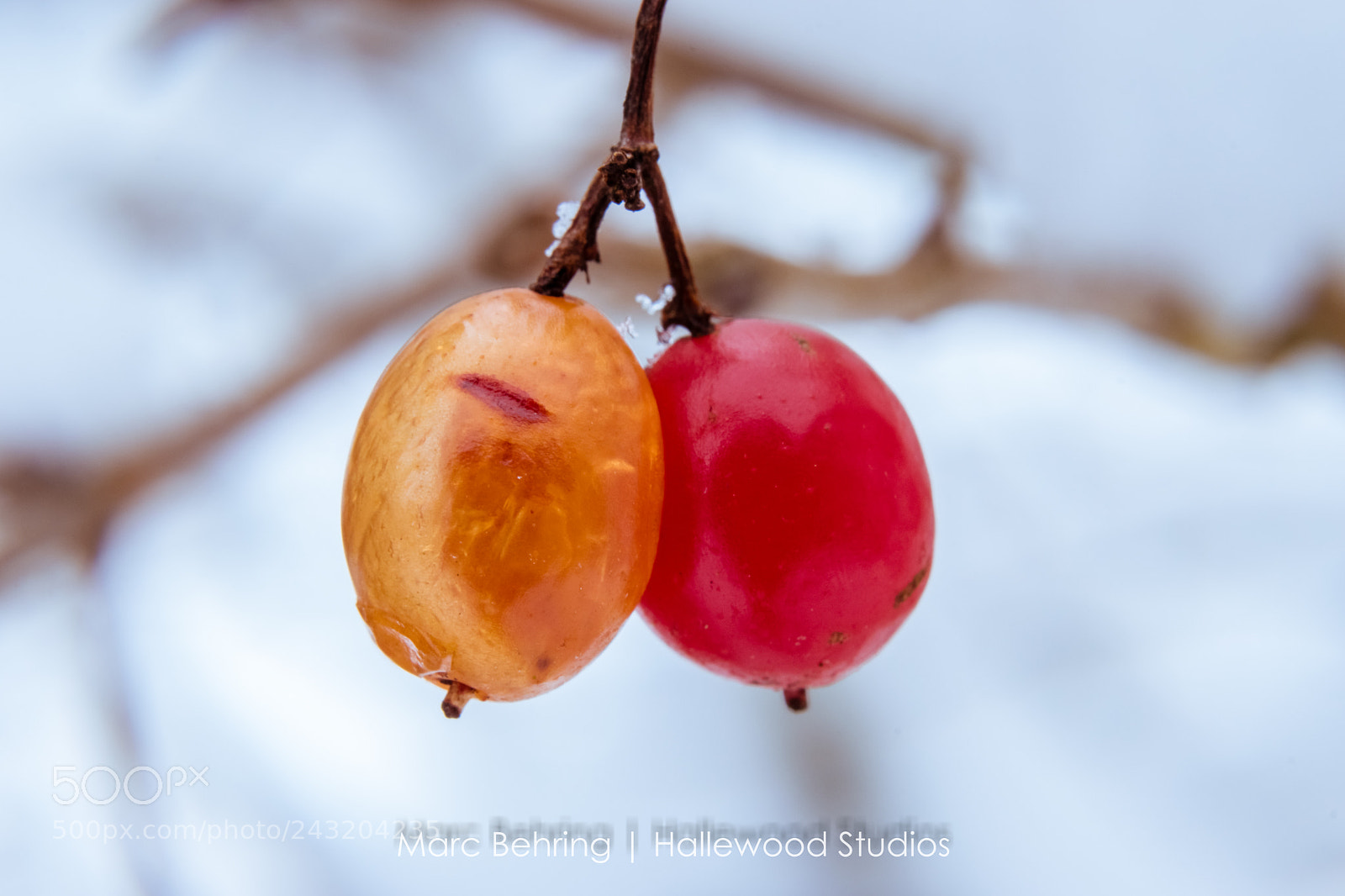 Nikon D5500 sample photo. Garten photography