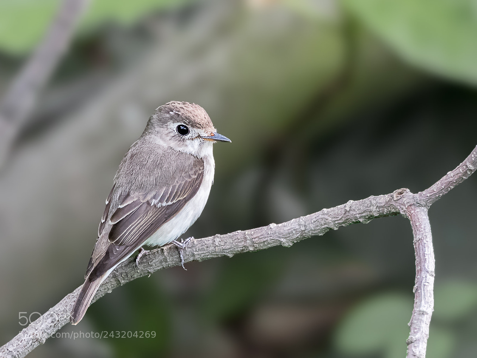 Nikon D850 sample photo. Asian brown flycatcher photography