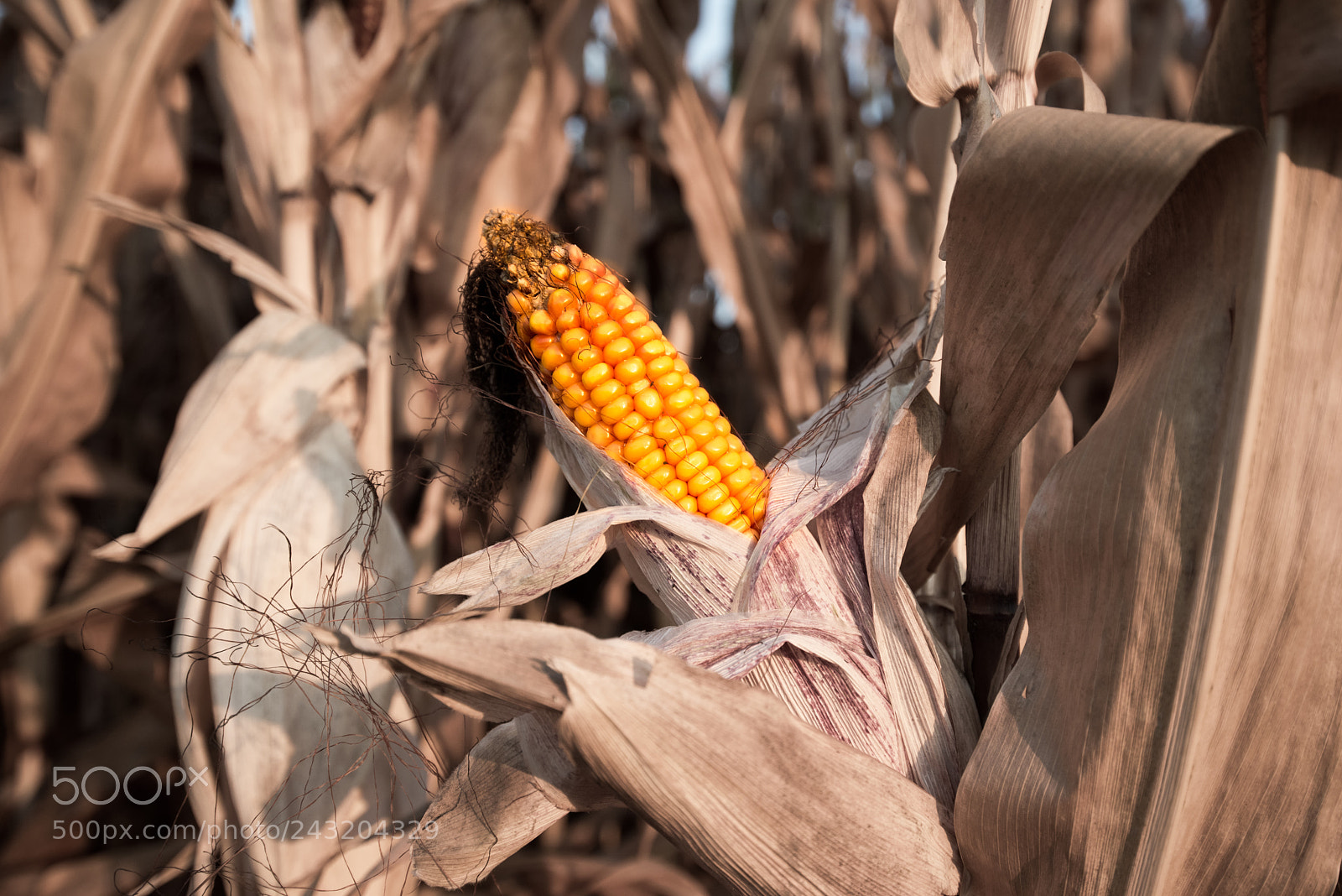 Nikon D810 sample photo. Corncob photography