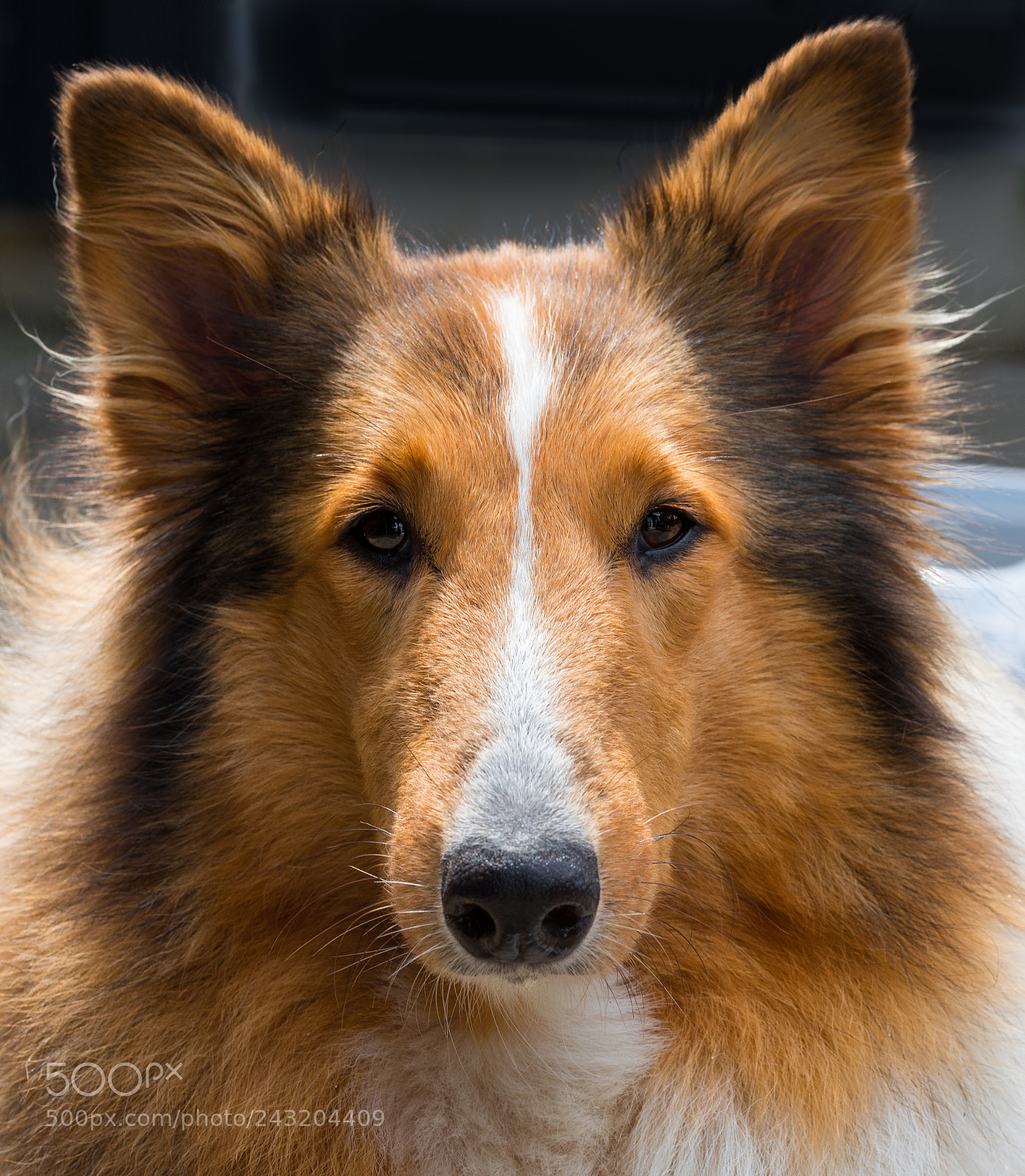 Nikon D810 sample photo. Collie photography