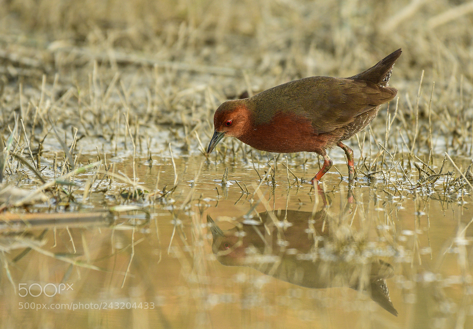 Nikon D500 sample photo. Ruddy-breasted crake photography