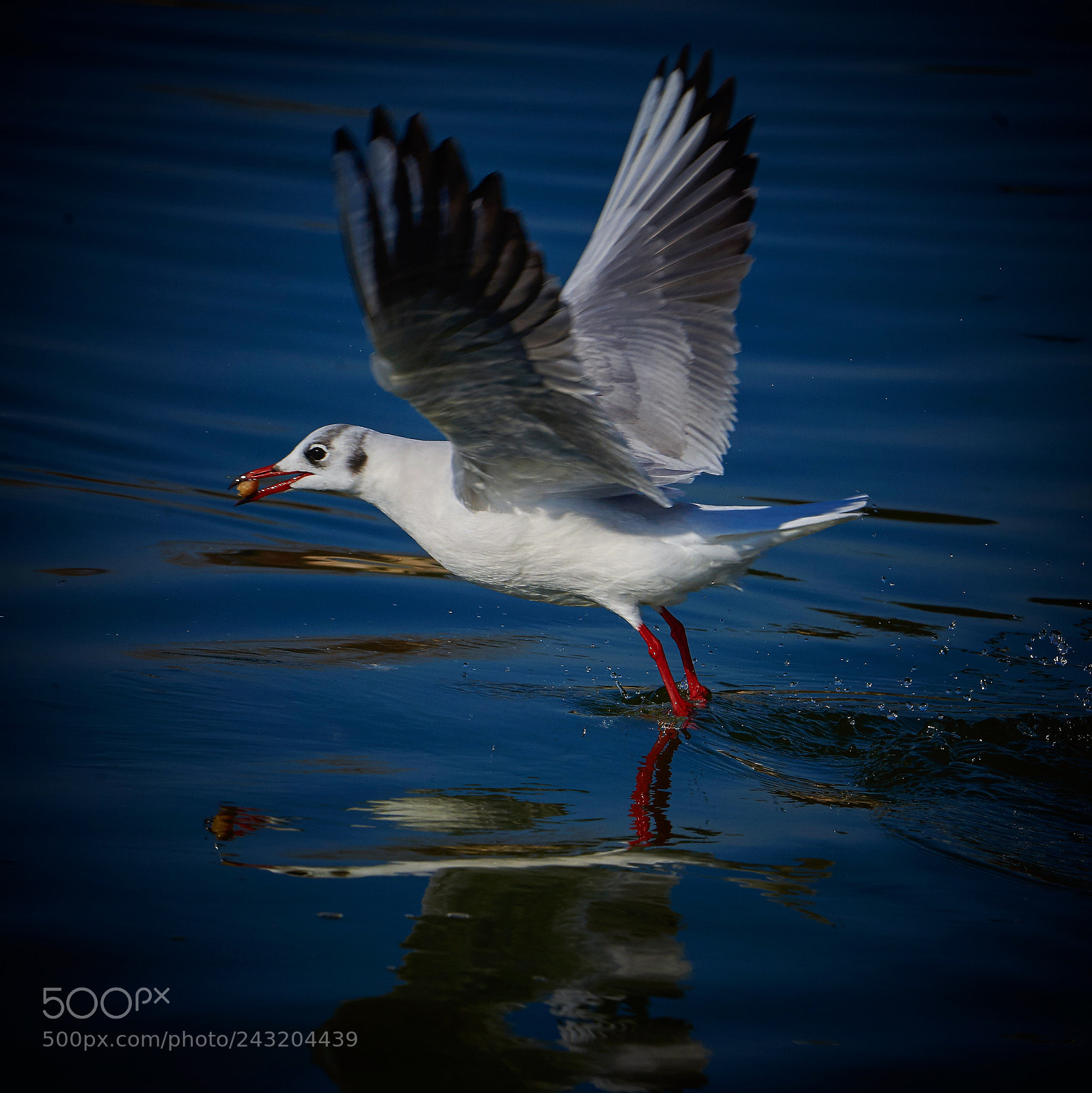 Nikon D610 sample photo. Seagull photography