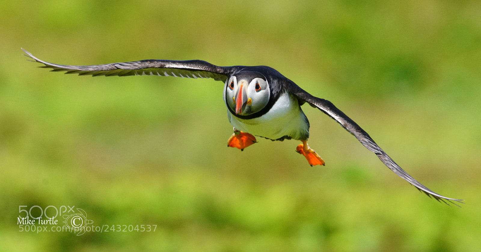 Sony a99 II sample photo. Incoming skokholm puffin photography