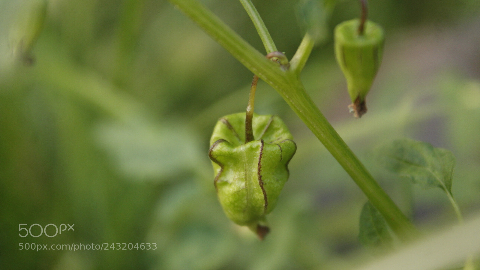 Canon EF-S 18-55mm F3.5-5.6 III sample photo. Wild plant photography