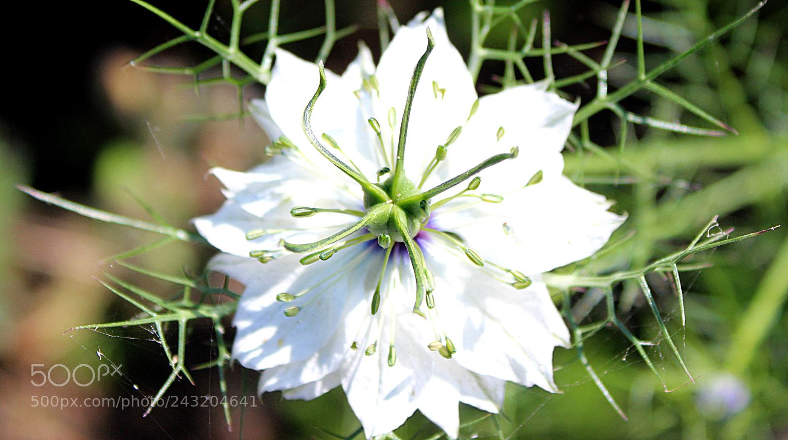 Canon EF-S 18-55mm F3.5-5.6 III sample photo. Blossom of the devil photography