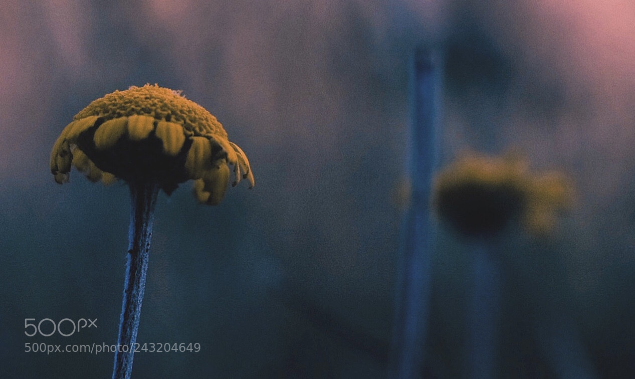 Fujifilm X-T10 sample photo. Untitled photography