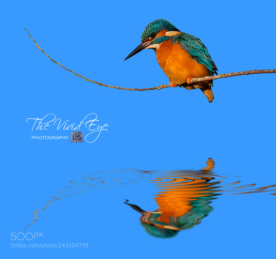 Fujifilm X-T2 sample photo. The kingfisher photography