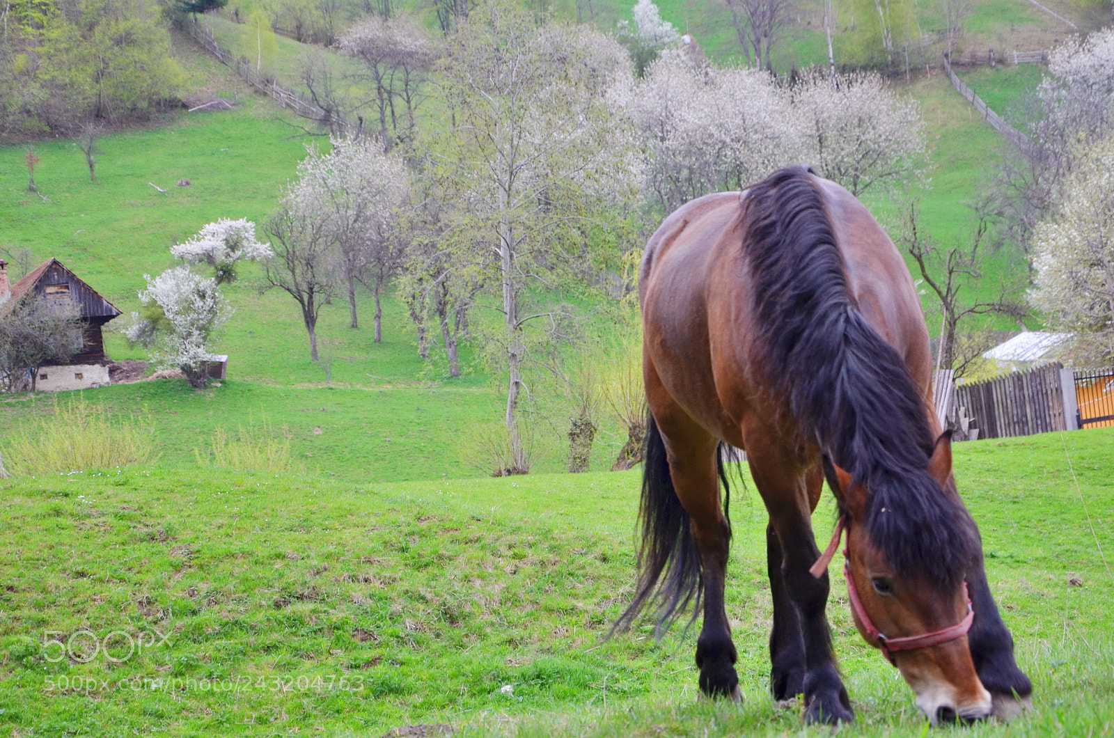 Nikon D5100 sample photo. Spring view with horse photography