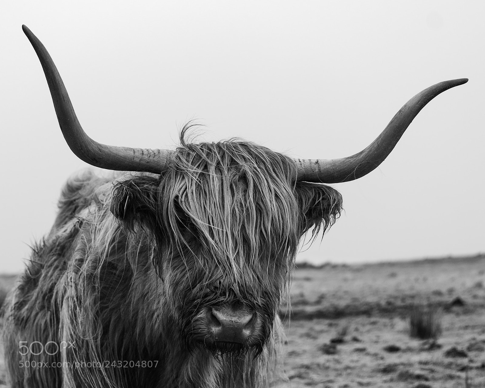 Nikon D800E sample photo. The horns photography