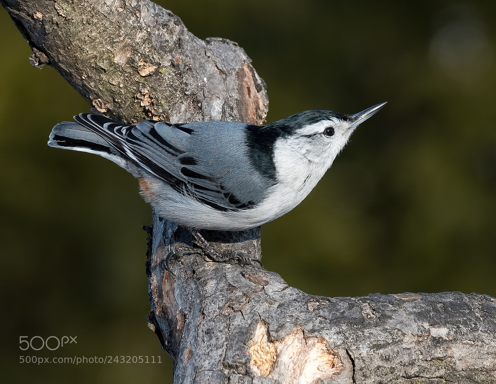 Nikon D500 sample photo. White_breasted nuthatch photography