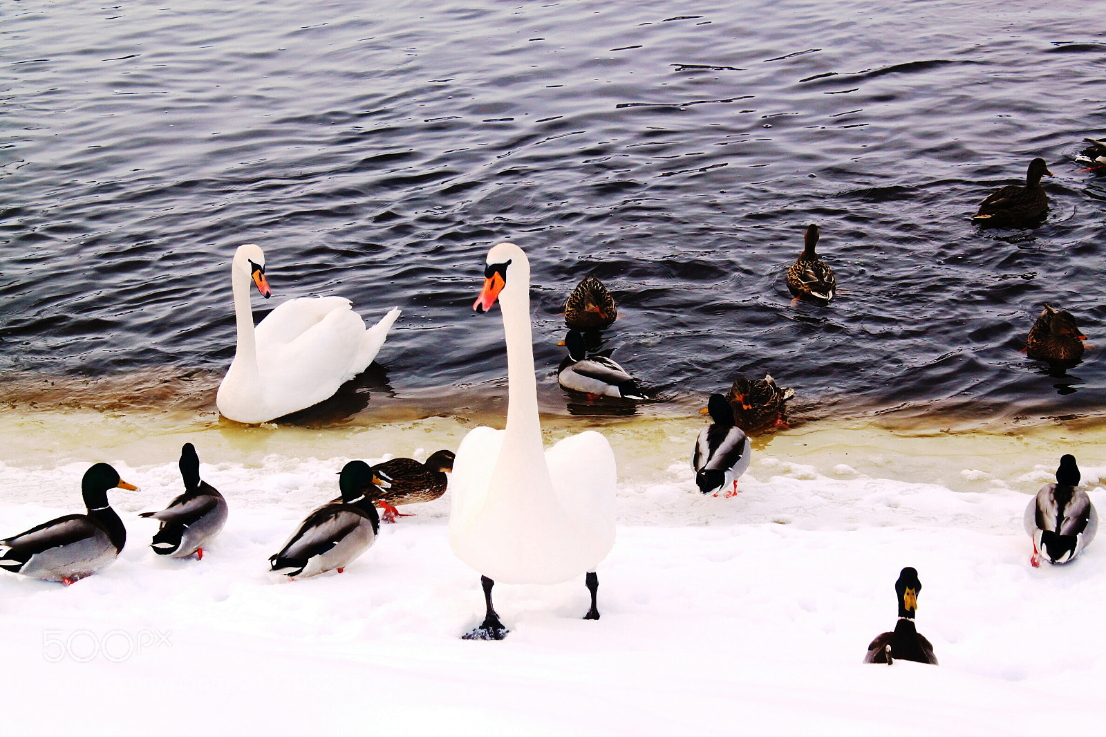 Canon EOS 500D (EOS Rebel T1i / EOS Kiss X3) sample photo. Swans photography