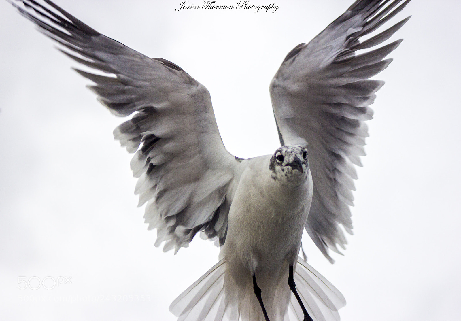 Canon EOS 60D sample photo. Gull in flight photography