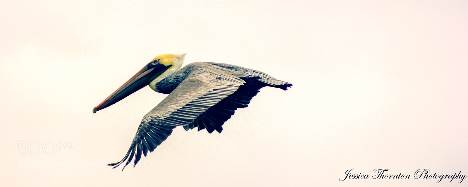 Canon EOS 60D sample photo. Pelican in flight photography