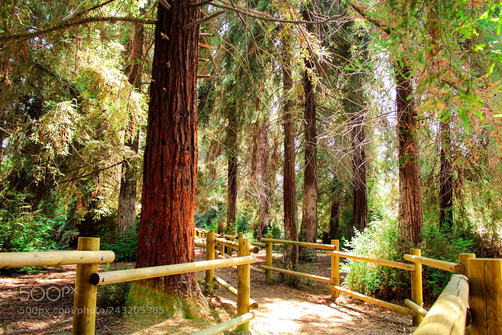 Canon EOS 1200D (EOS Rebel T5 / EOS Kiss X70 / EOS Hi) sample photo. Redwoods photography