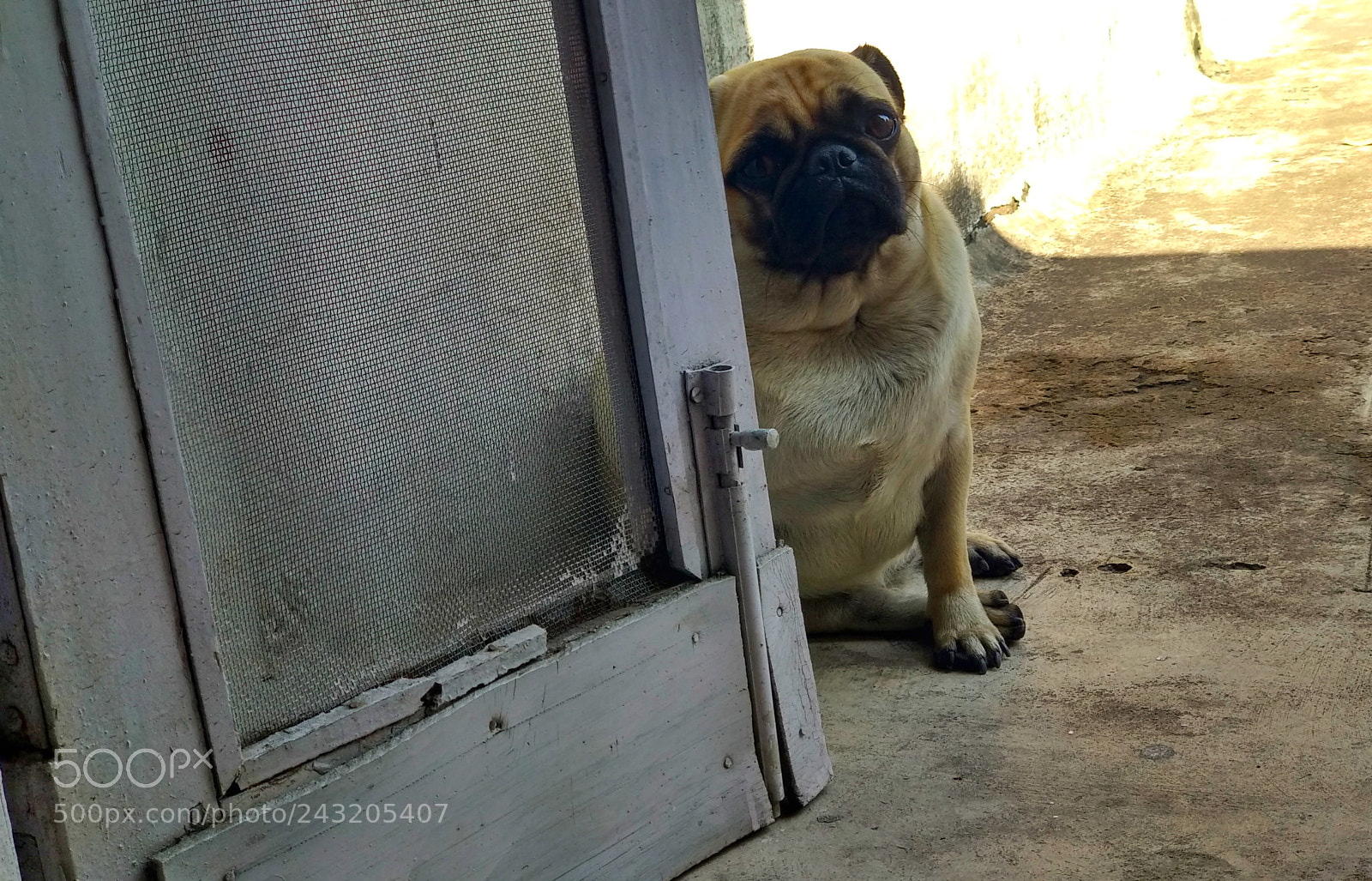 Xiaomi Mi A1 sample photo. Pug life ! photography