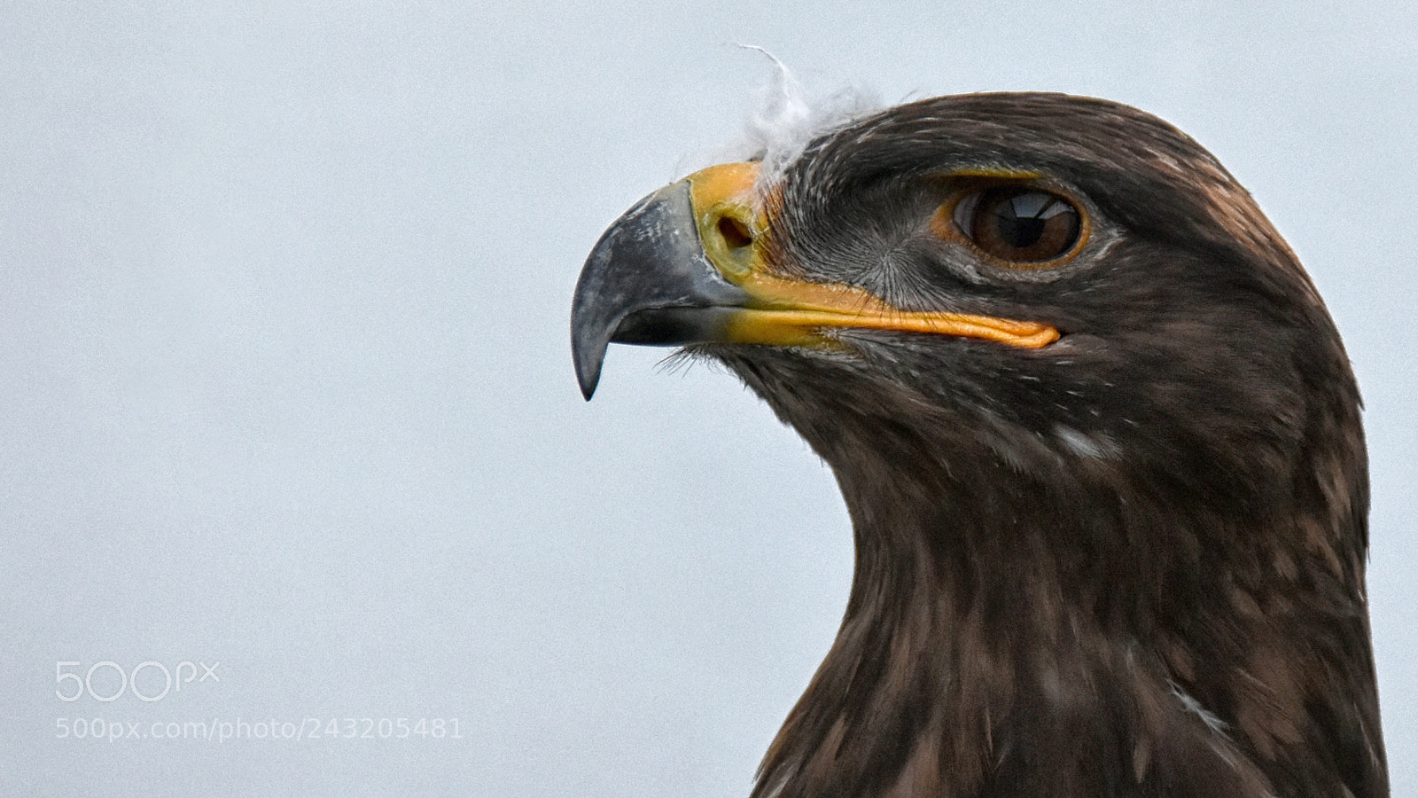 Nikon D7200 sample photo. Vladimir the steppe eagle photography