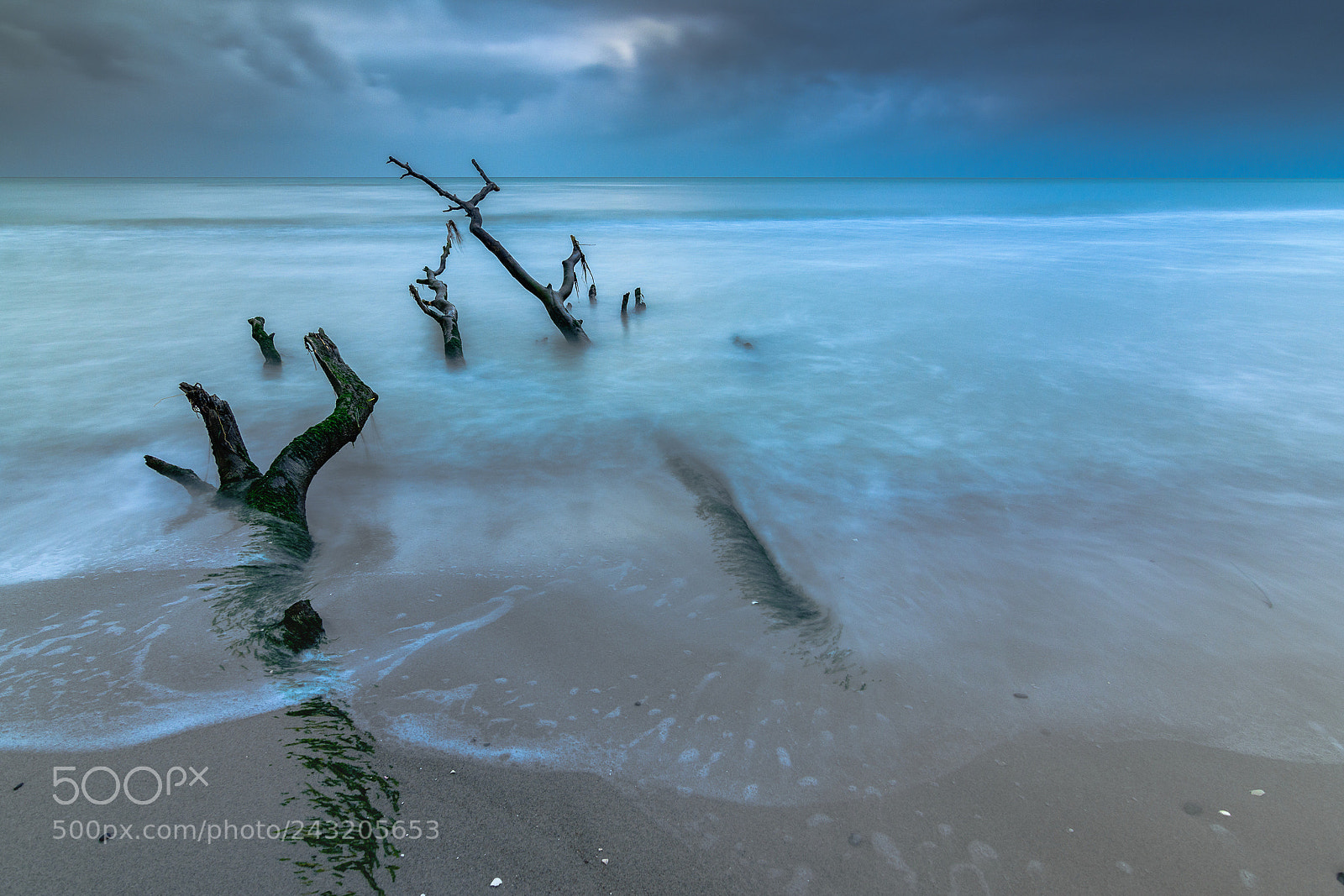 Nikon D7200 sample photo. Dead wood photography