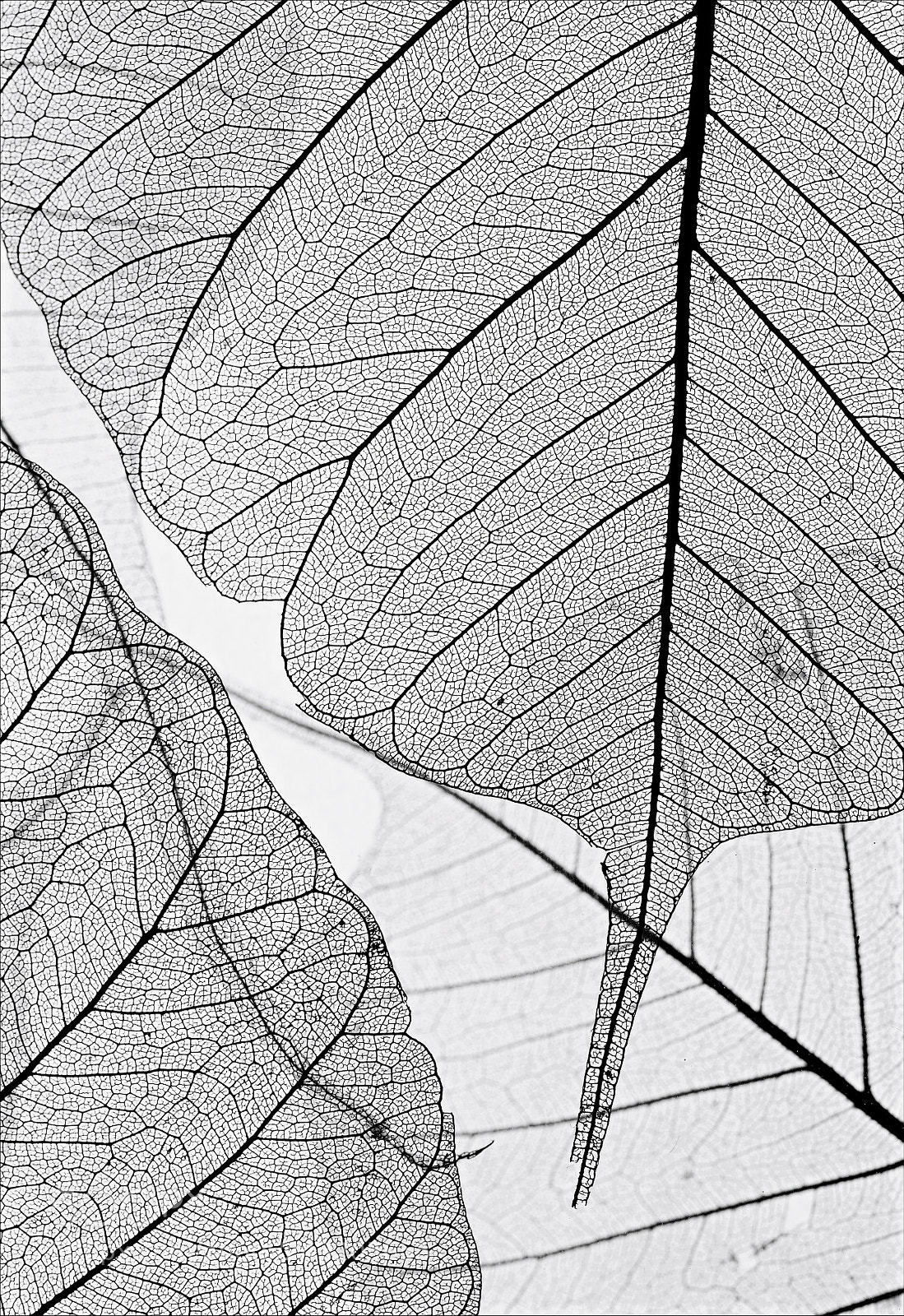Nikon D90 sample photo. Leafs photography