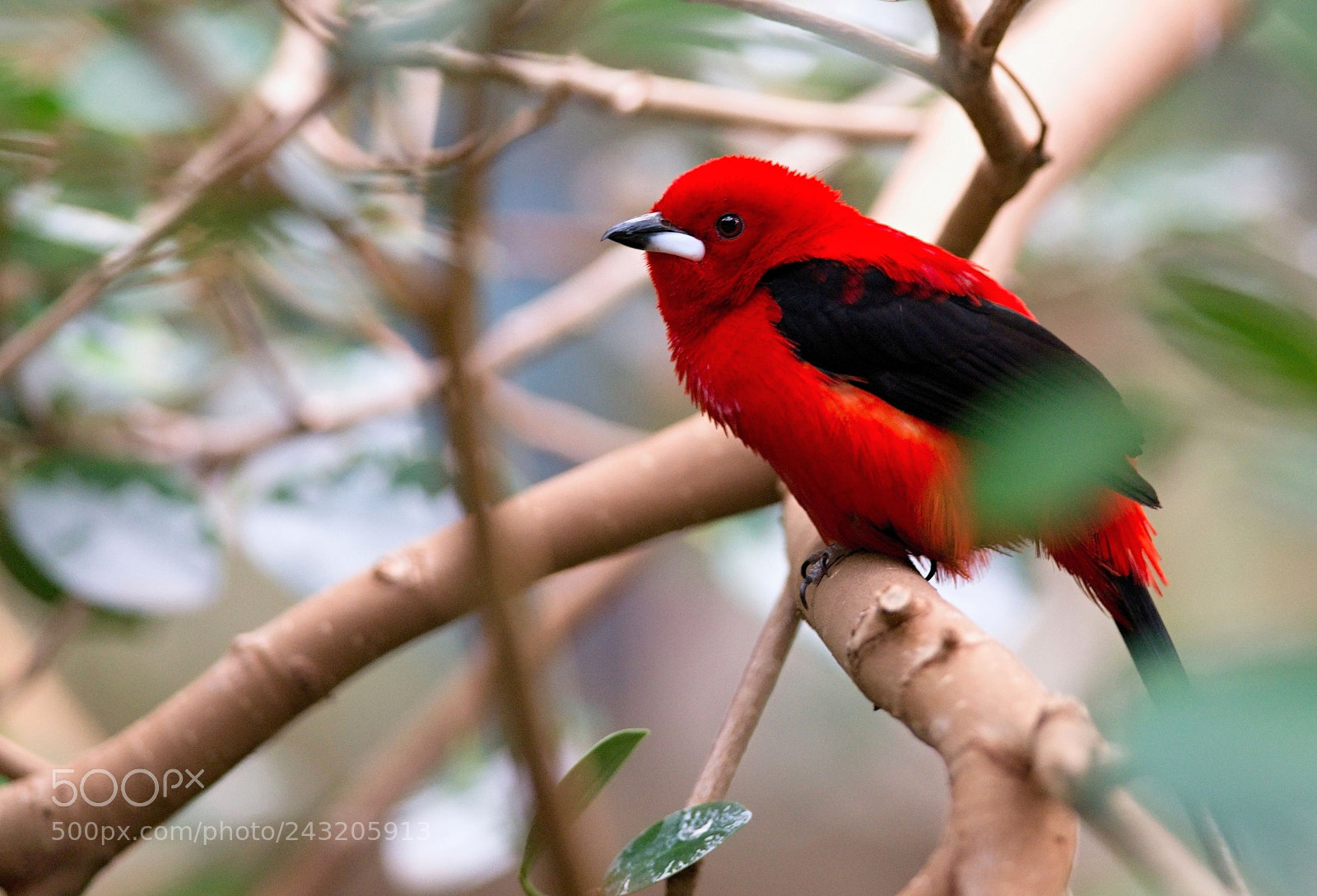 Nikon D610 sample photo. Brazilian tanager photography