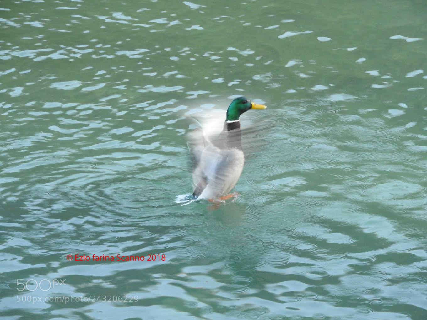 Nikon Coolpix P610 sample photo. Colpo di ali photography