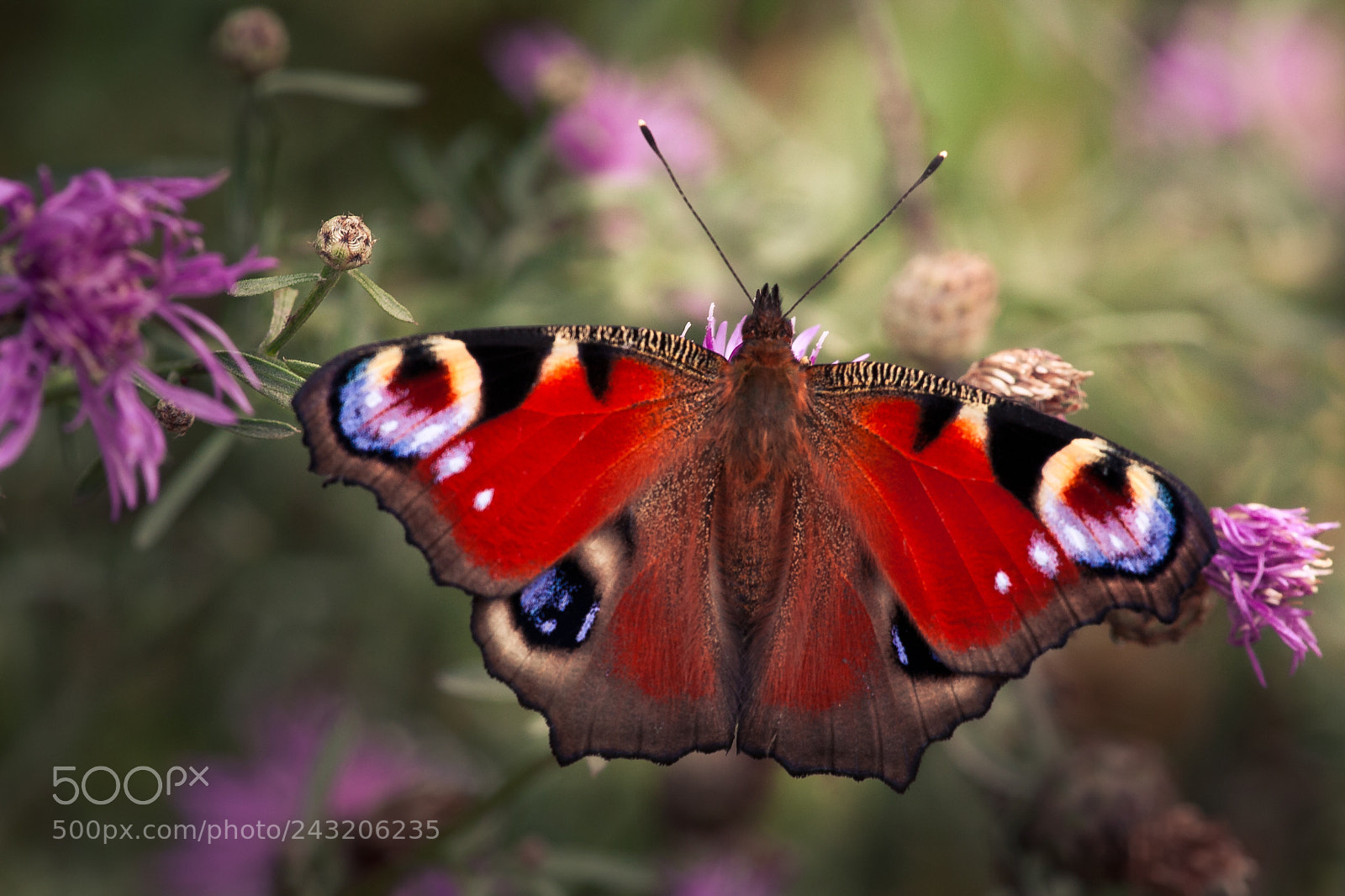 Canon EOS 40D sample photo. Butterfly photography