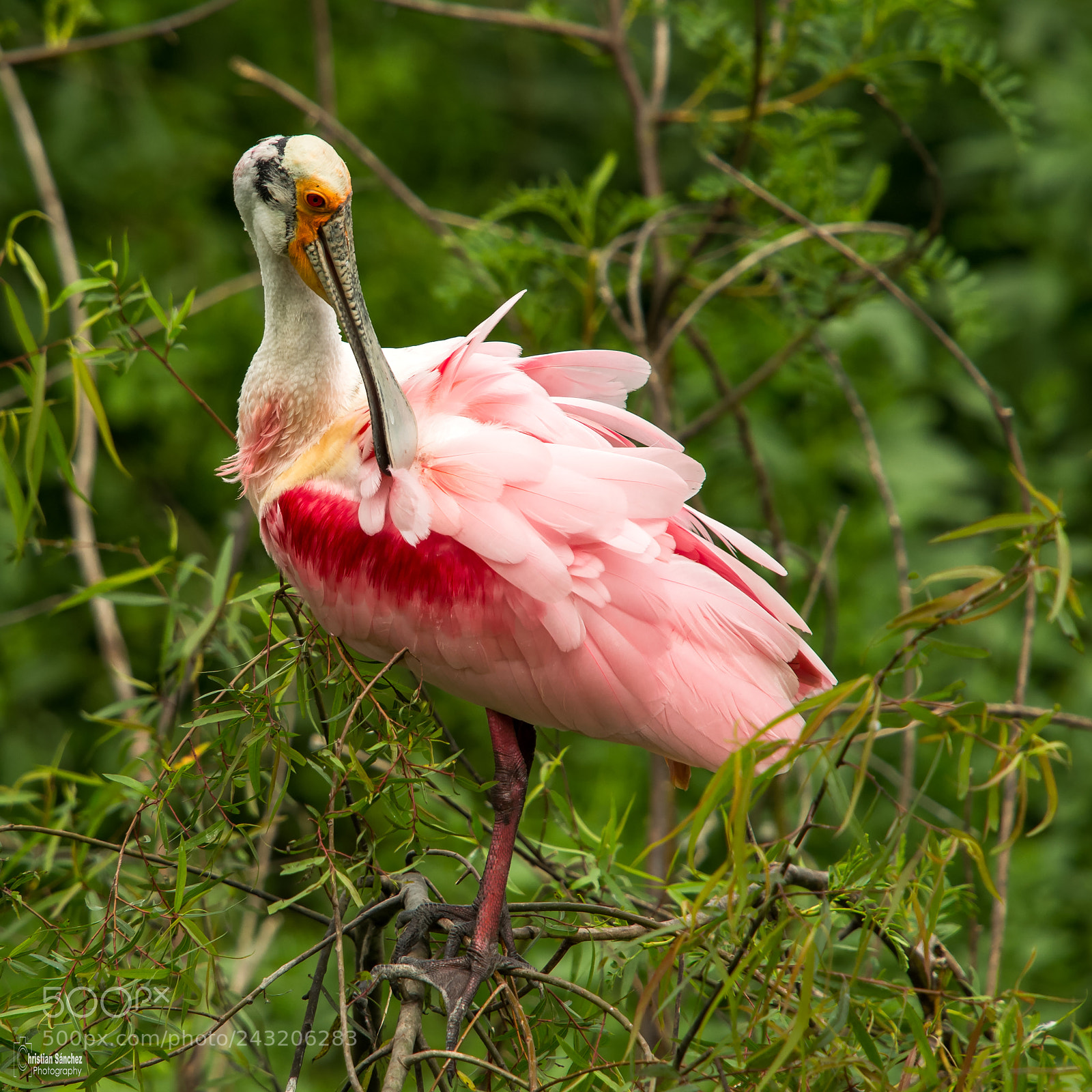 Nikon D4 sample photo. Roseate spoonbill photography