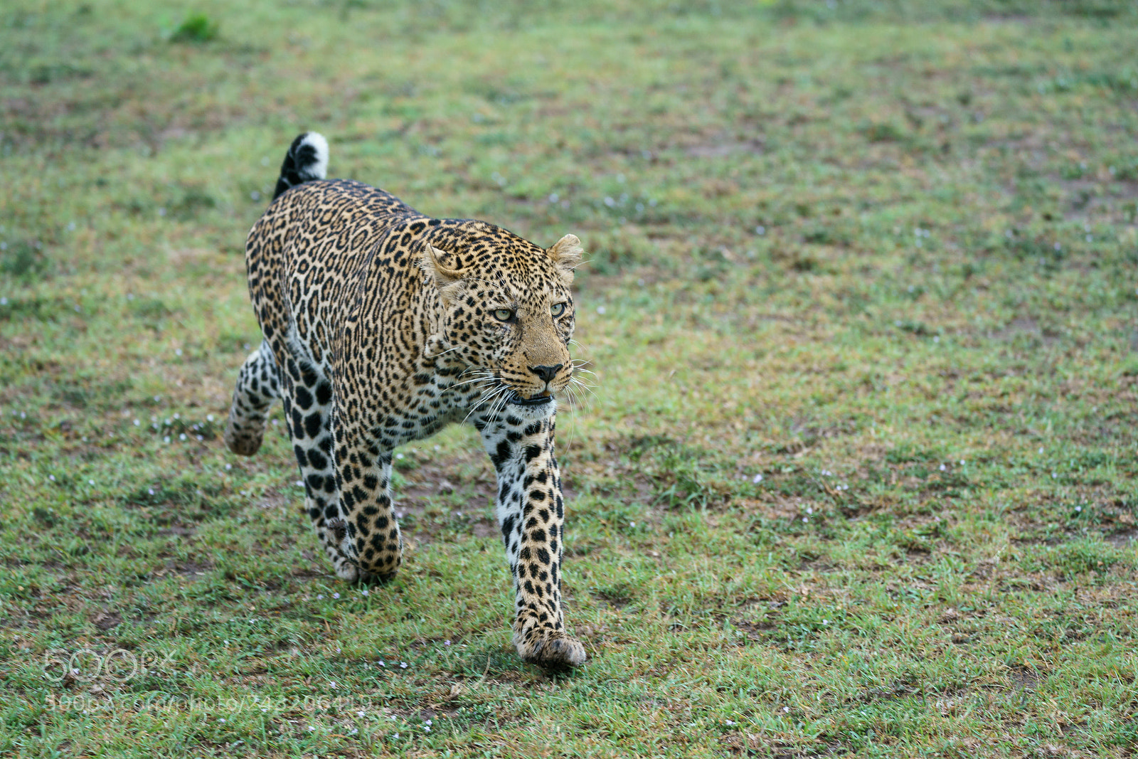Sony a9 sample photo. A leopard in a photography