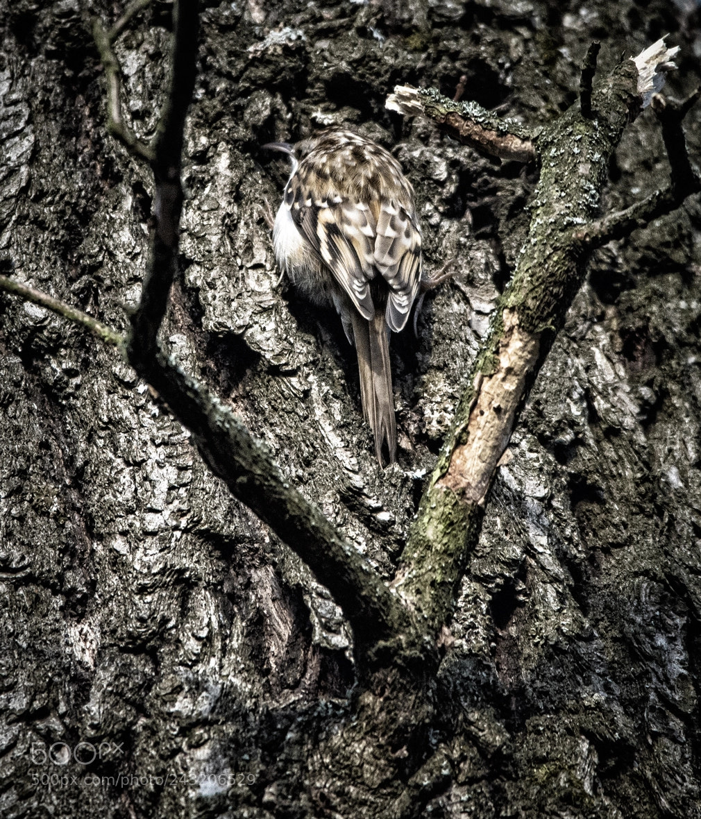 Nikon D7100 sample photo. Tree-creeper ? whereabouts ? photography