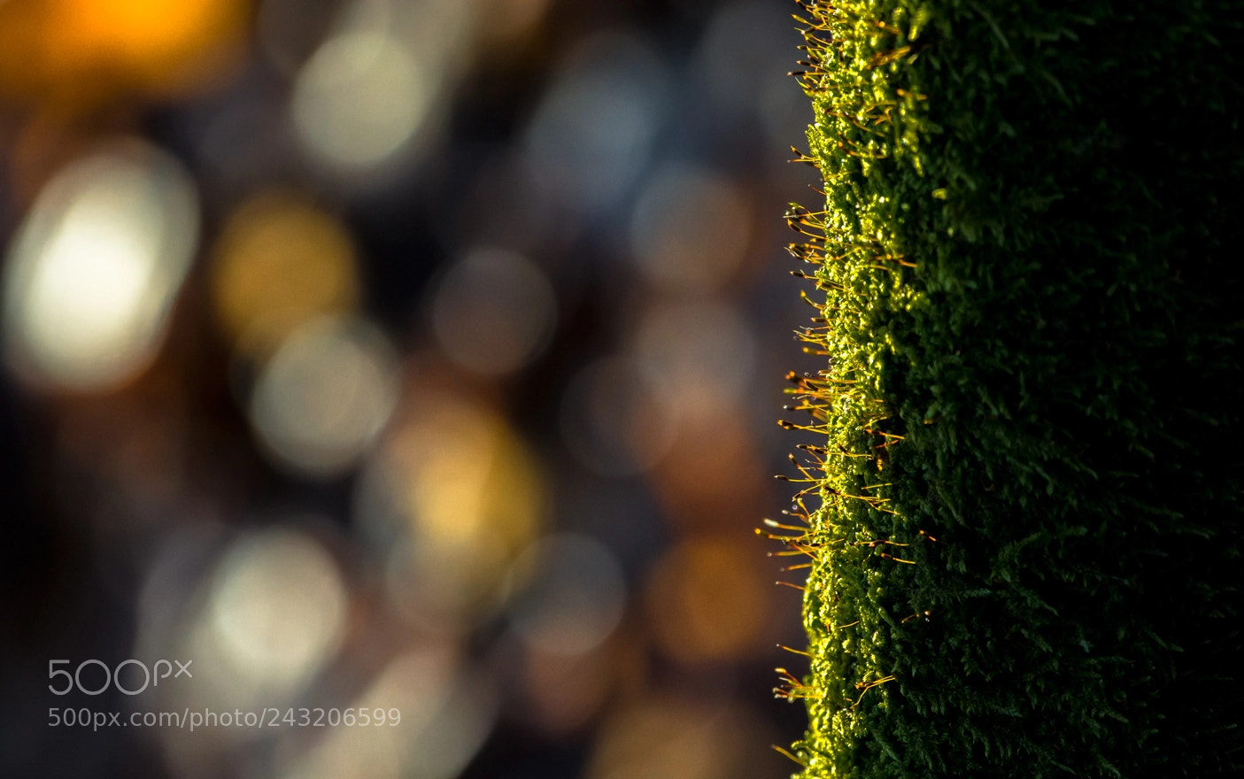 Nikon D7100 sample photo. Forest lights photography