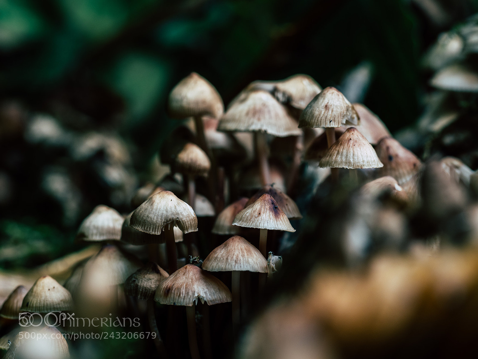 Olympus OM-D E-M1 Mark II sample photo. Untitled photography