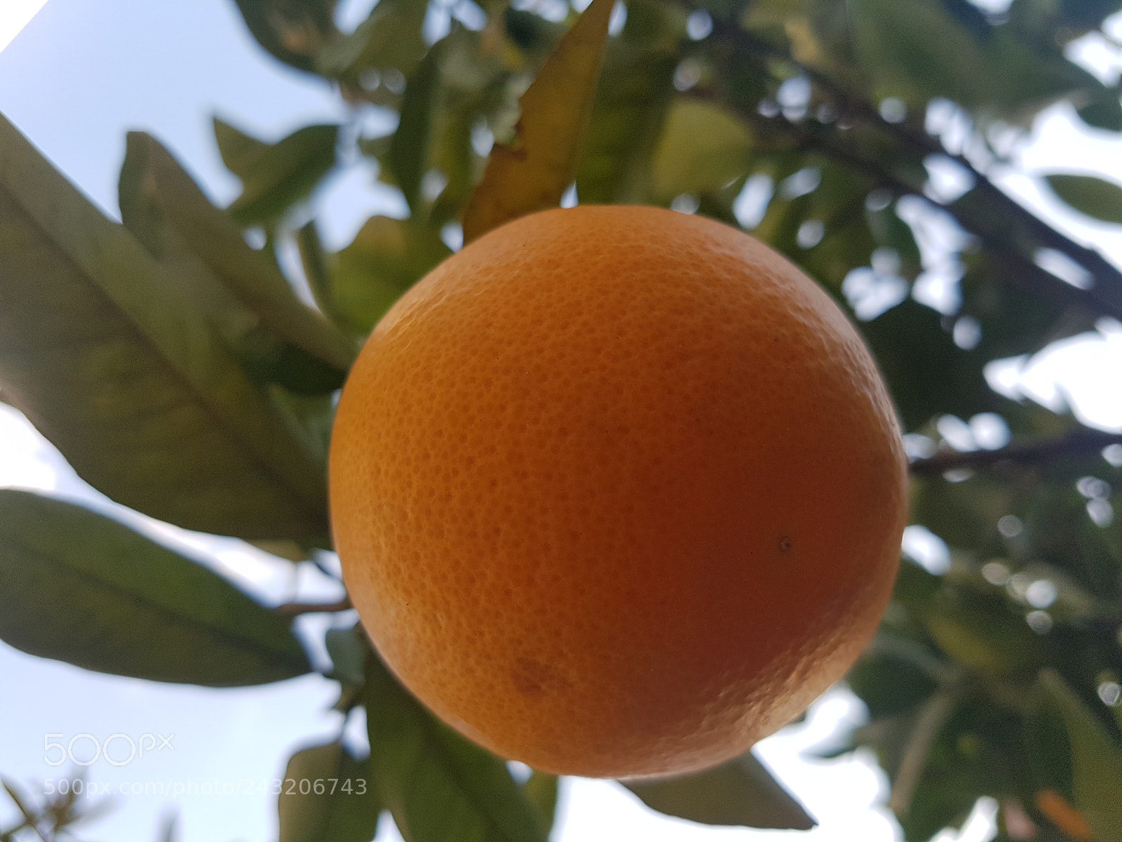 Samsung Galaxy S7 Edge sample photo. Orange photography