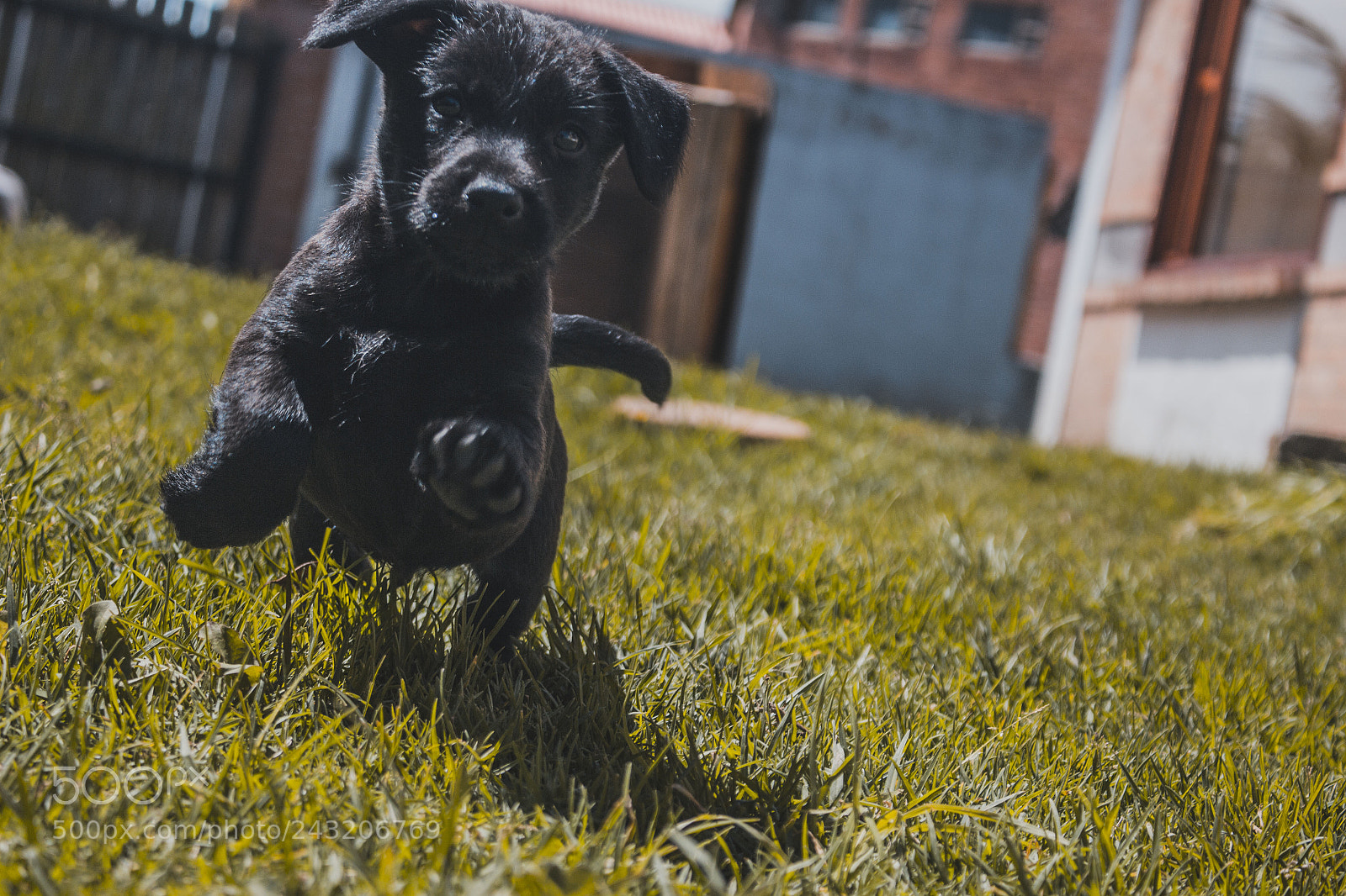 Canon EOS 700D (EOS Rebel T5i / EOS Kiss X7i) sample photo. Perro photography
