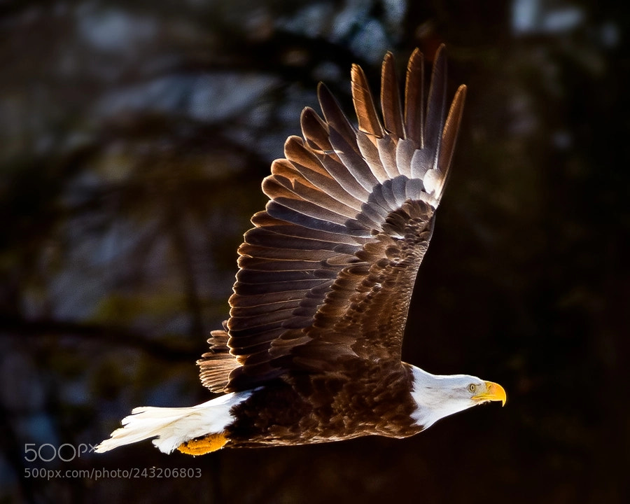 Nikon D850 sample photo. Snow lit  bald eagle photography
