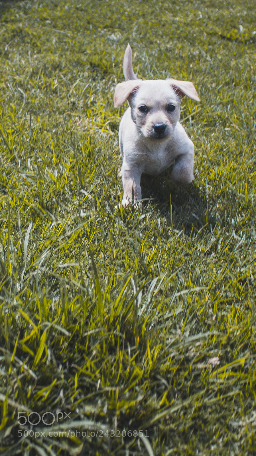 Canon EOS 700D (EOS Rebel T5i / EOS Kiss X7i) sample photo. Perro photography
