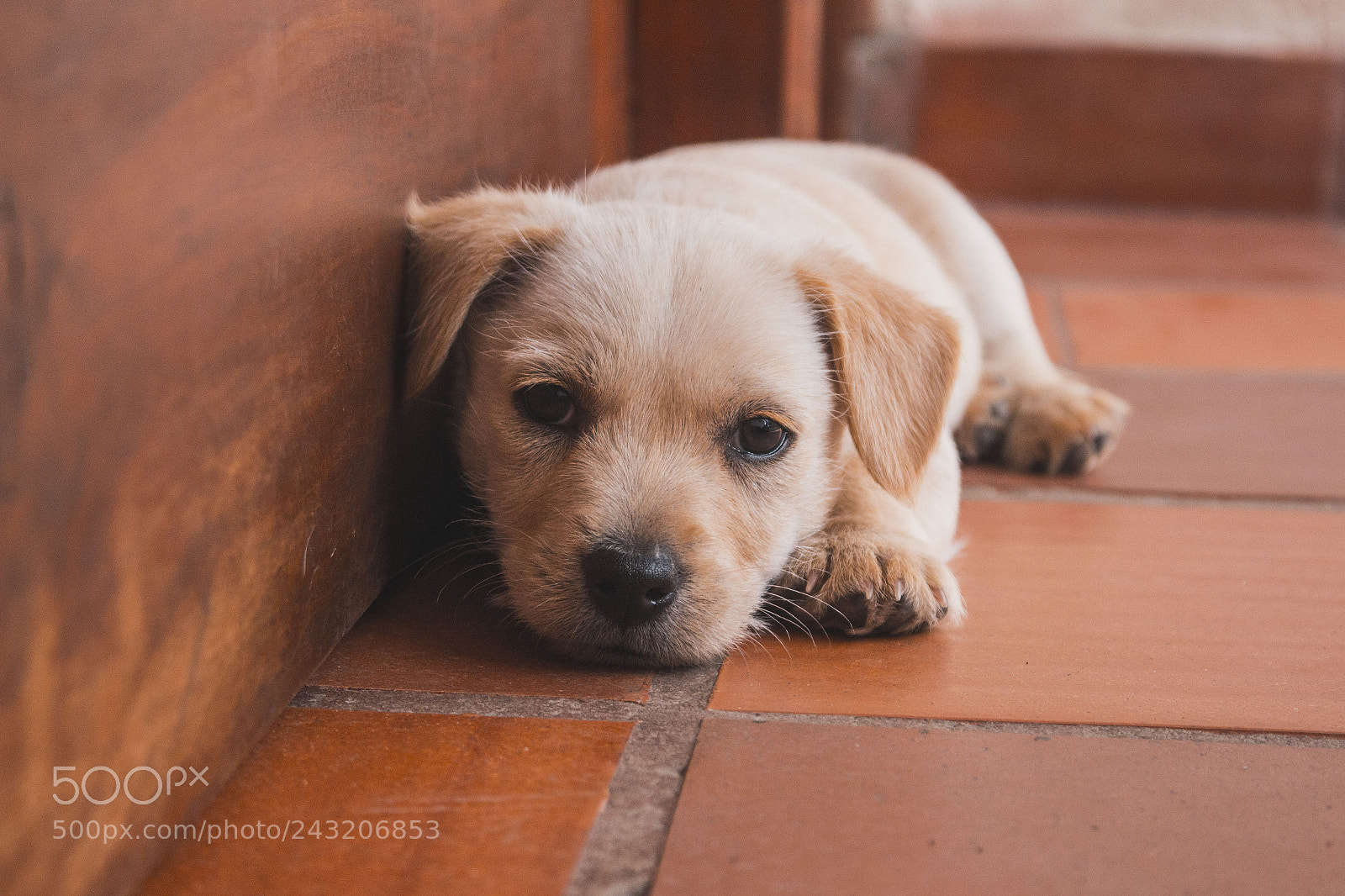 Canon EOS 700D (EOS Rebel T5i / EOS Kiss X7i) sample photo. Perro photography