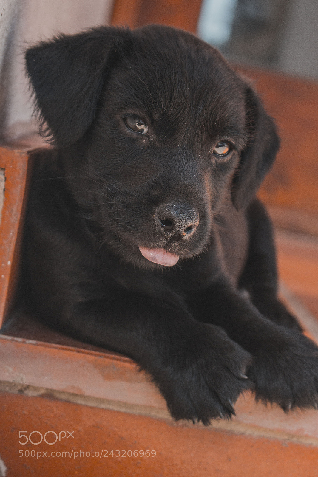 Canon EOS 700D (EOS Rebel T5i / EOS Kiss X7i) sample photo. Perro photography