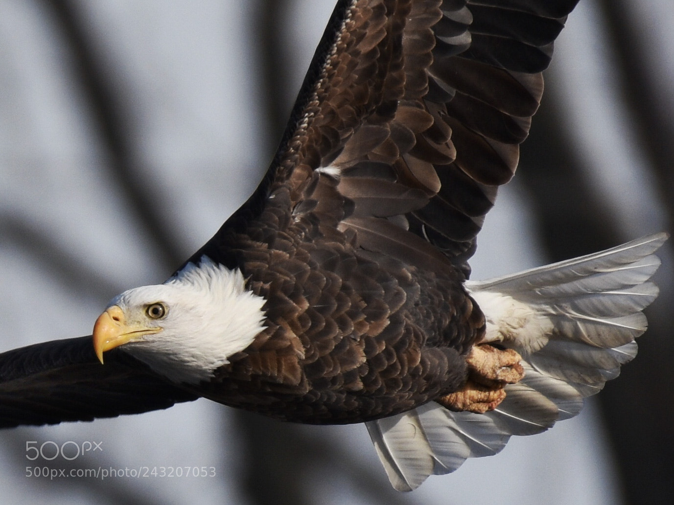 Nikon D3400 sample photo. Bald eagle • illinois photography