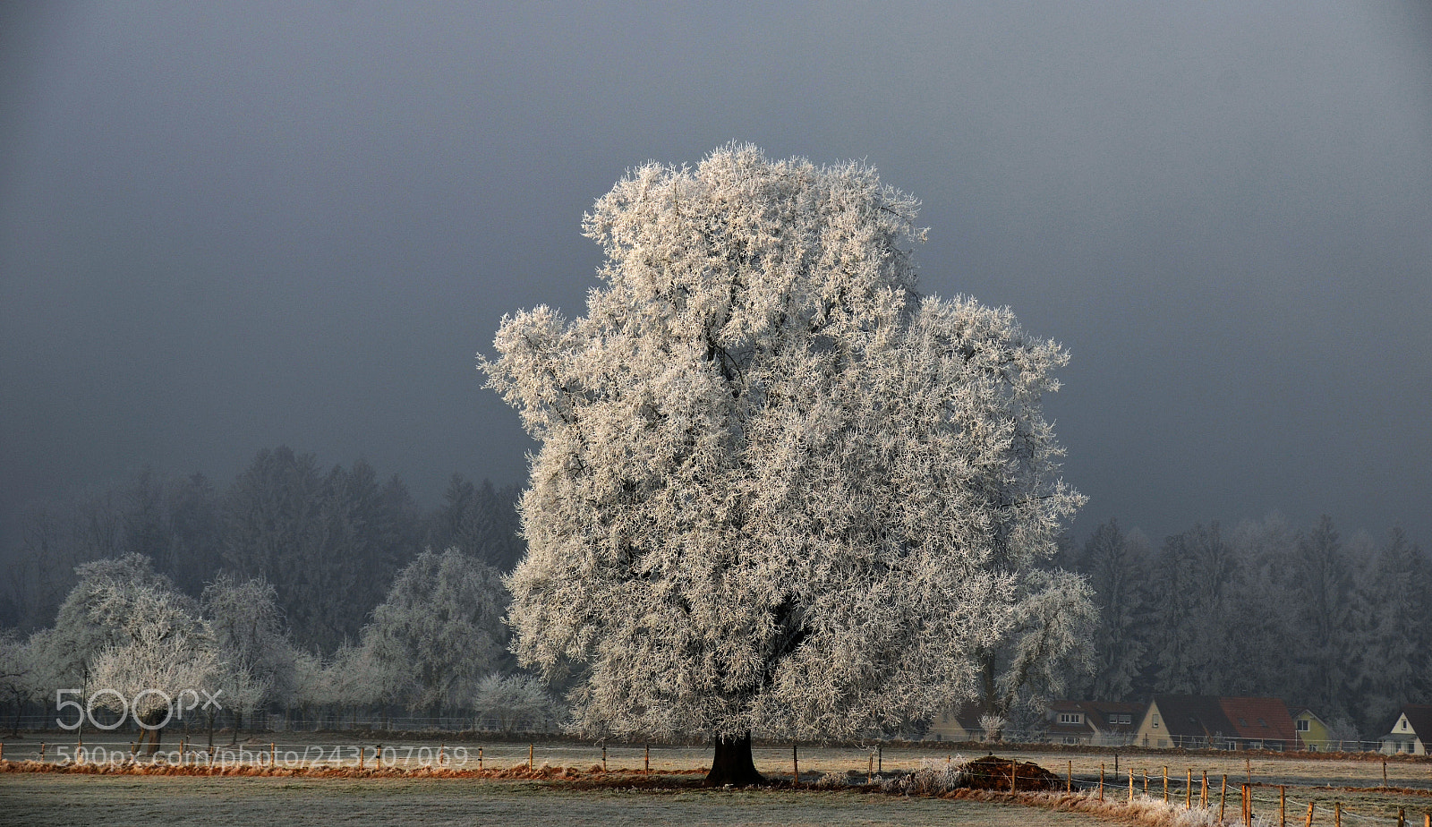 Nikon D5100 sample photo. Sungame in winter photography