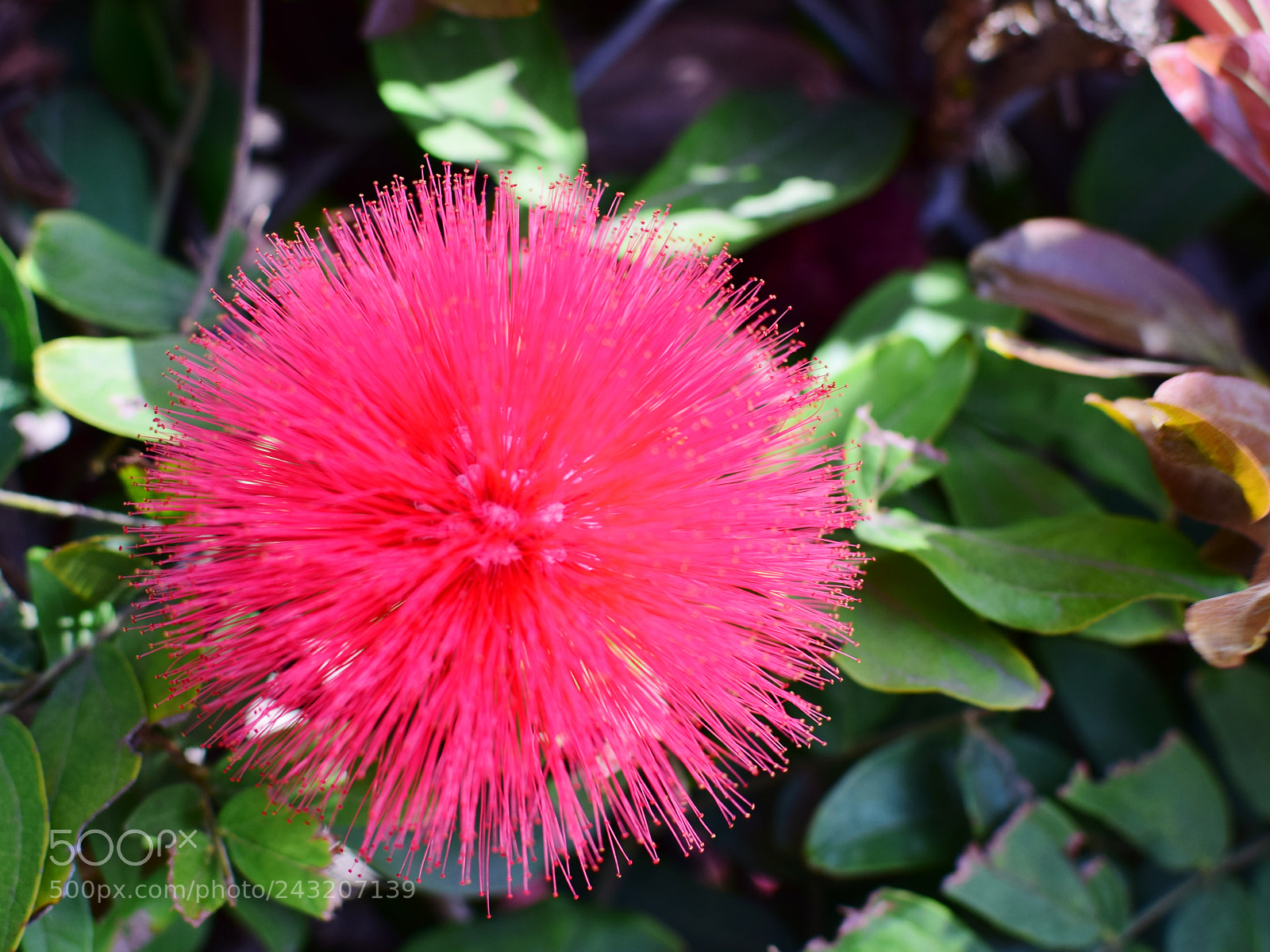 Nikon D3300 + Nikon AF-S DX Nikkor 35mm F1.8G sample photo. Red powder puff photography