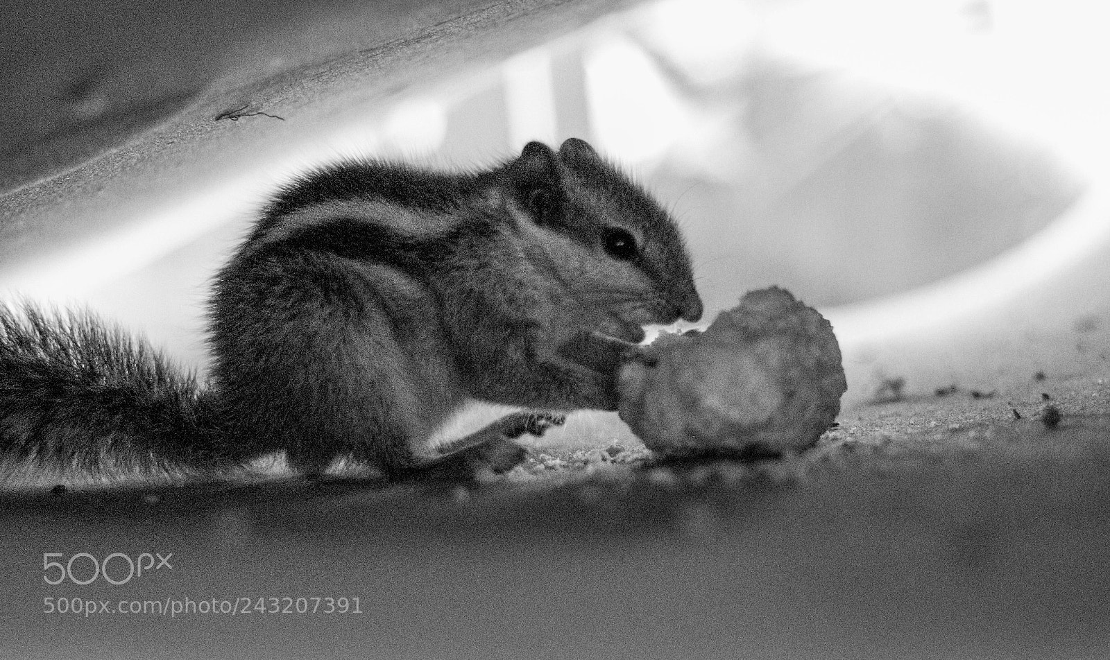 Canon EOS 77D (EOS 9000D / EOS 770D) sample photo. Hungry kya photography