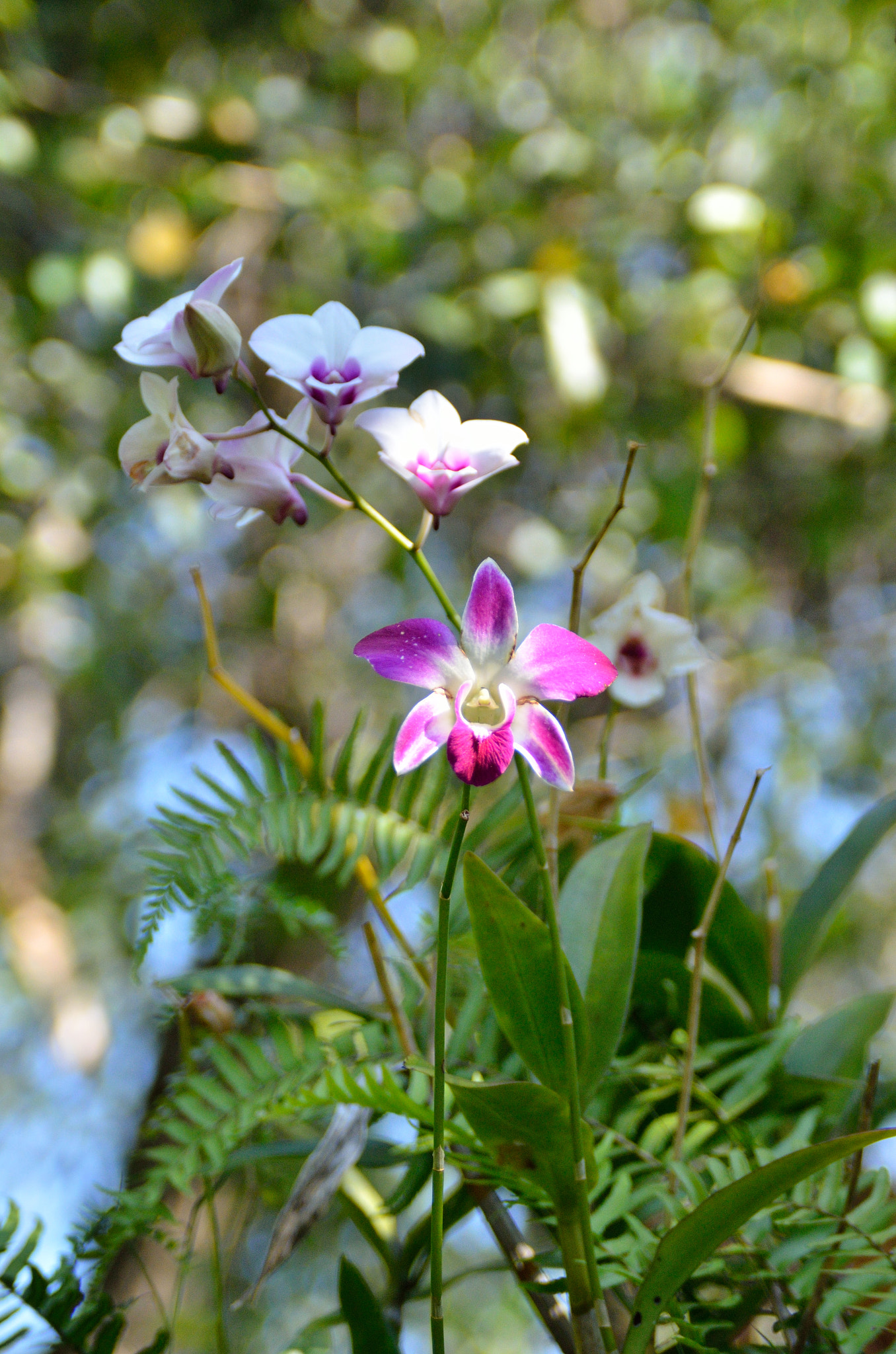 Nikon D7000 + AF Zoom-Nikkor 28-105mm f/3.5-4.5D IF sample photo. Orchid in yanoda park. photography