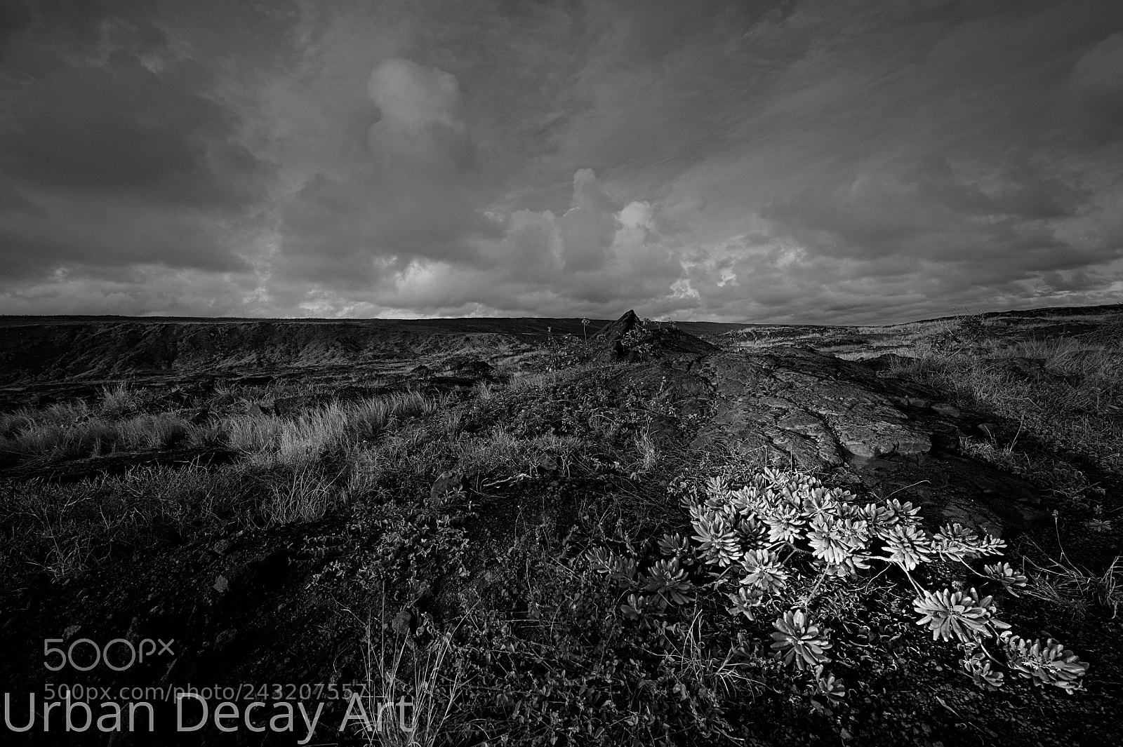 Nikon Df sample photo. Lava flowers photography