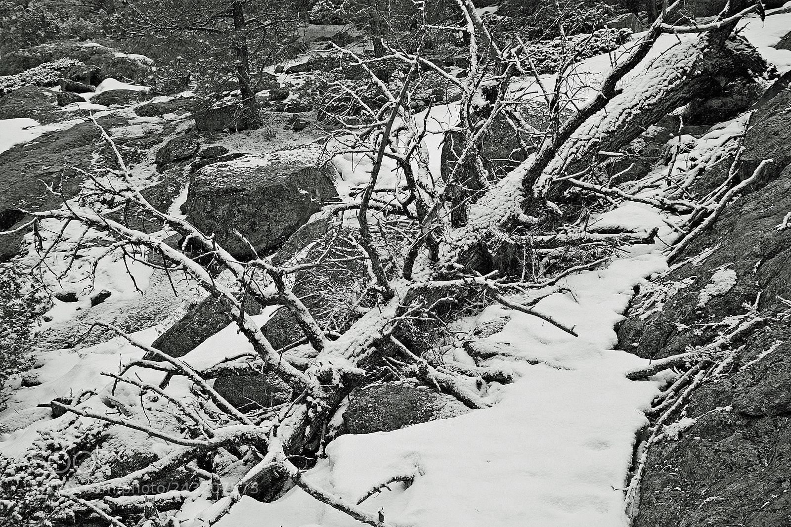 Nikon D7100 sample photo. Rmnp winter study 6 photography
