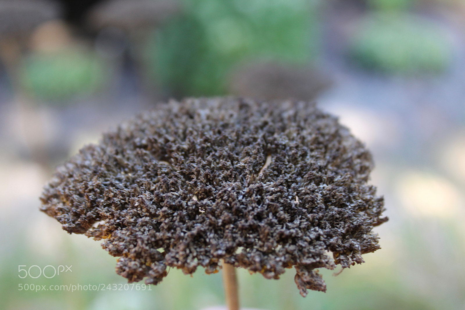 Canon EOS 1200D (EOS Rebel T5 / EOS Kiss X70 / EOS Hi) sample photo. Dried life photography