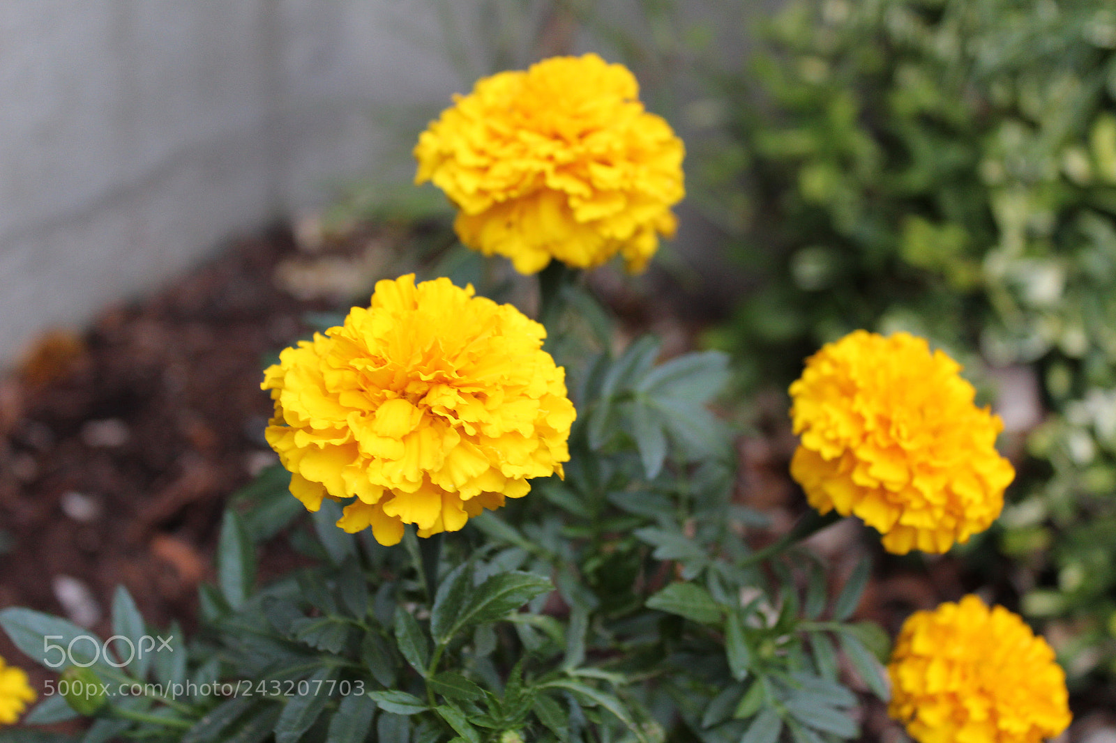 Canon EOS 1200D (EOS Rebel T5 / EOS Kiss X70 / EOS Hi) sample photo. Sunshine flora photography
